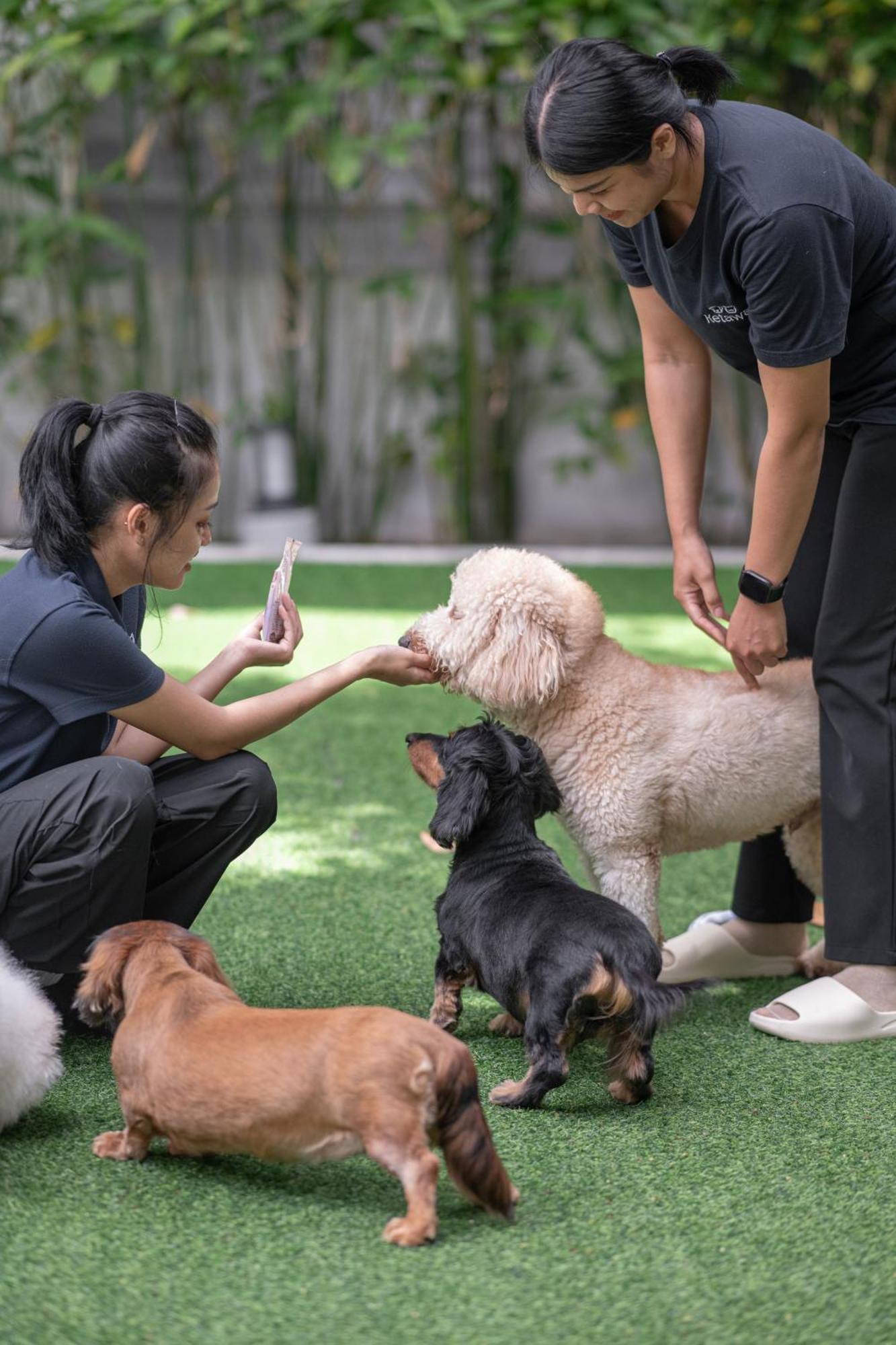 Ketawa Pet Friendly Hotel Chiang Mai Extérieur photo